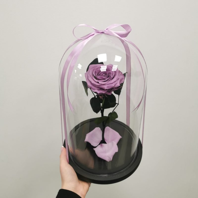 Light purple sleeping rose under glass