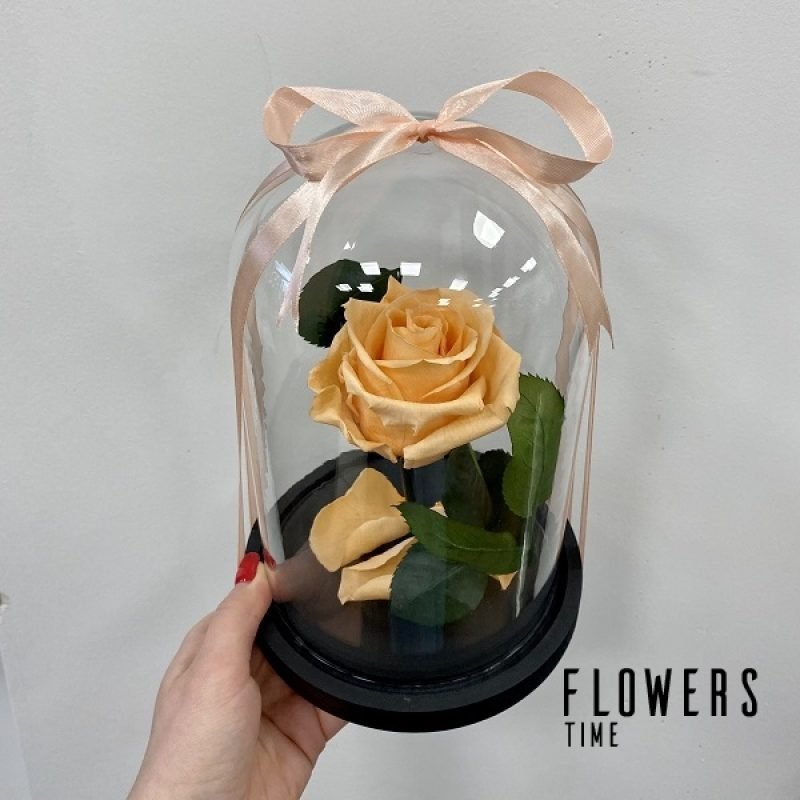 Persikinė mieganti rožė po stiklu dovana draugei