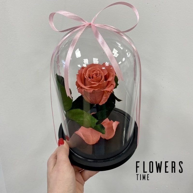 Koralinė mieganti rožė po stiklu dovana draugei mieganti rožė po stiklu dovana draugei