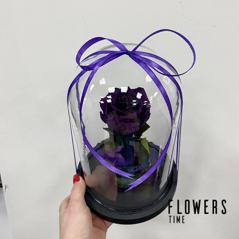 Violetinė mieganti rožė po stiklu dovana draugei mieganti rožė po stiklu dovana draugei